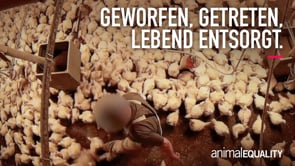 Hühnerleid bei Wiesenhof-Vertragspartner!