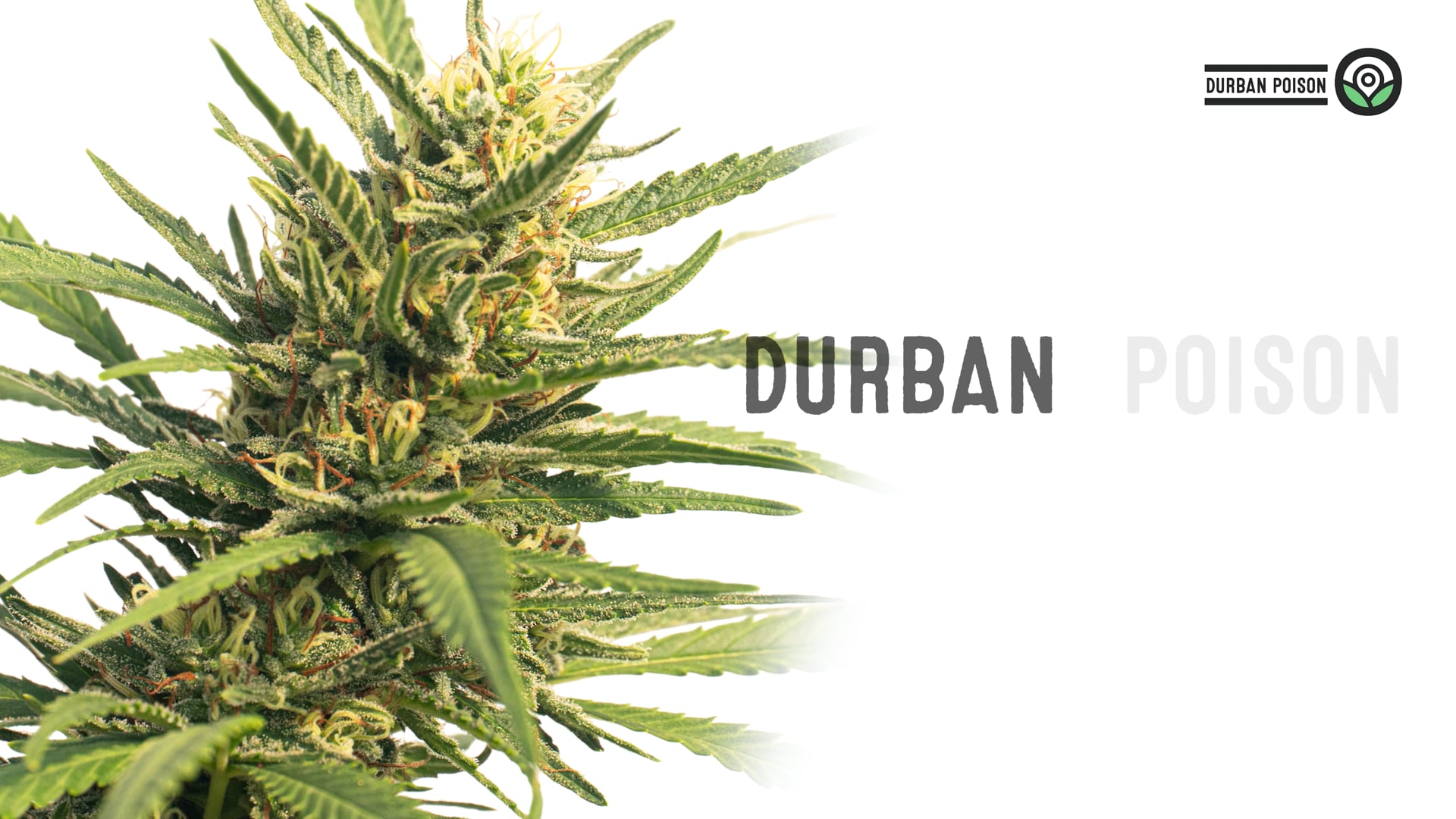 Durban Poison Autoflower Cannabis Seeds