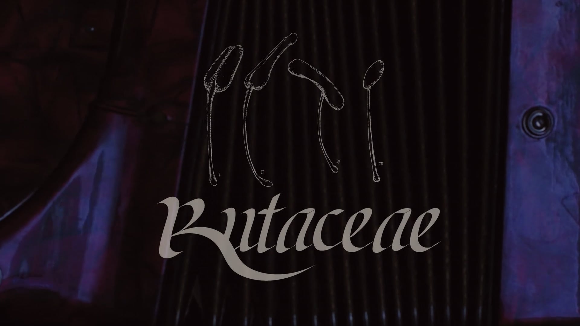 Rutaceae
