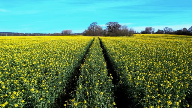 Field, Agriculture, Vegetable. Free Stock Video - Pixabay