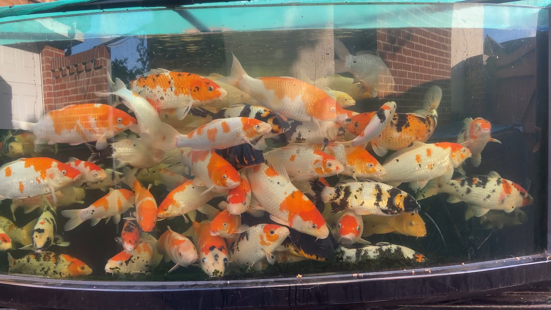 Koi Fish for Sale Koi For Sale