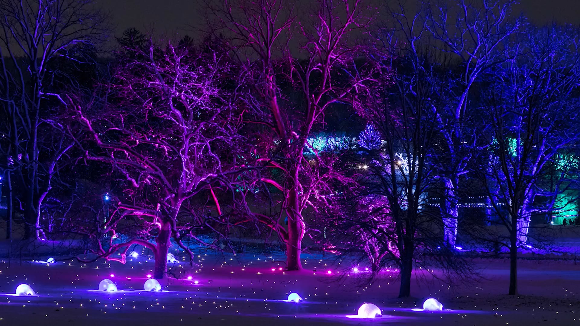 Tree Lights At The Morton Arboretum 