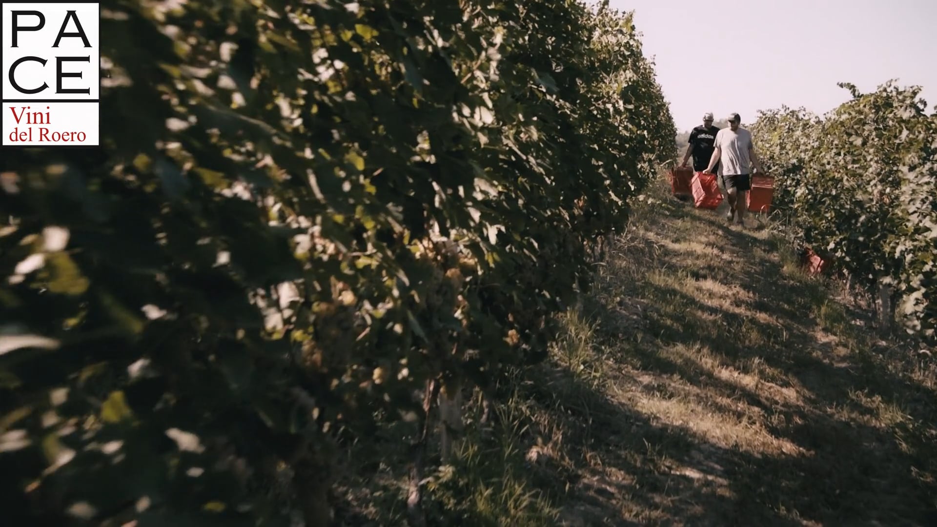 CICLO PRODUTTIVO | Vendemmia Roero Arneis 2022 | Productive cycle