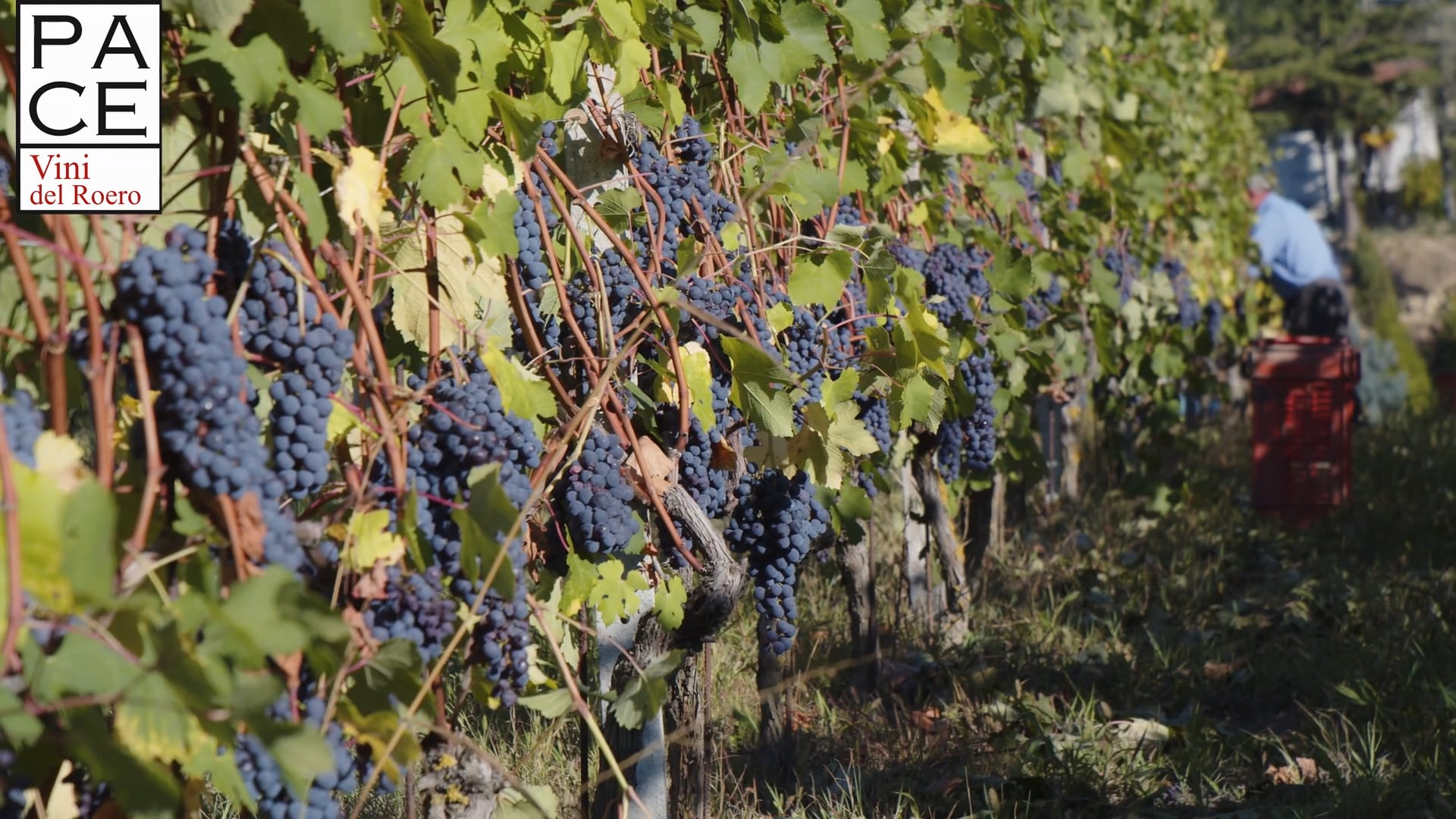 CICLO PRODUTTIVO |  Vendemmia Nebbiolo 2021 | Ep.2 | Productive cycle