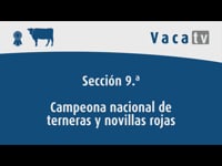 Campeonato nacional de terneras y novillas rojas