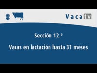Vacas en lactación hasta 31 meses
