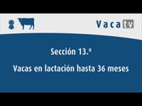 Vacas en lactación hasta 36 meses