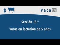 Vacas en lactación de 5 años