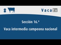 Vaca intermedia campeona nacional