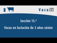 Vacas en lactación de 3 años sénior