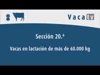 Vacas en lactación de máis de 60.000 kg