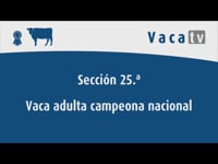 Vaca adulta campeona nacional