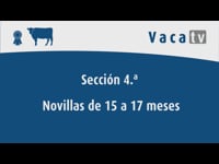 Novillas de 15 a 17 meses
