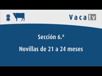 Novillas de 21 a 24 meses