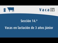 Vacas en lactación de 3 años júnior