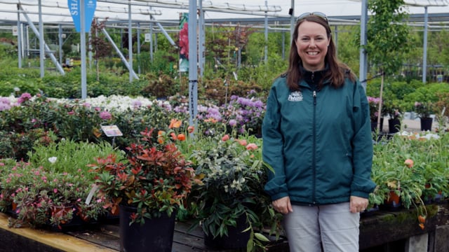 Andromeda Spotlight | Grow for Deer Resistance & Shade Gardening