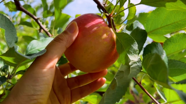 Comment couper une pomme ? - HD - Vidéo Dailymotion