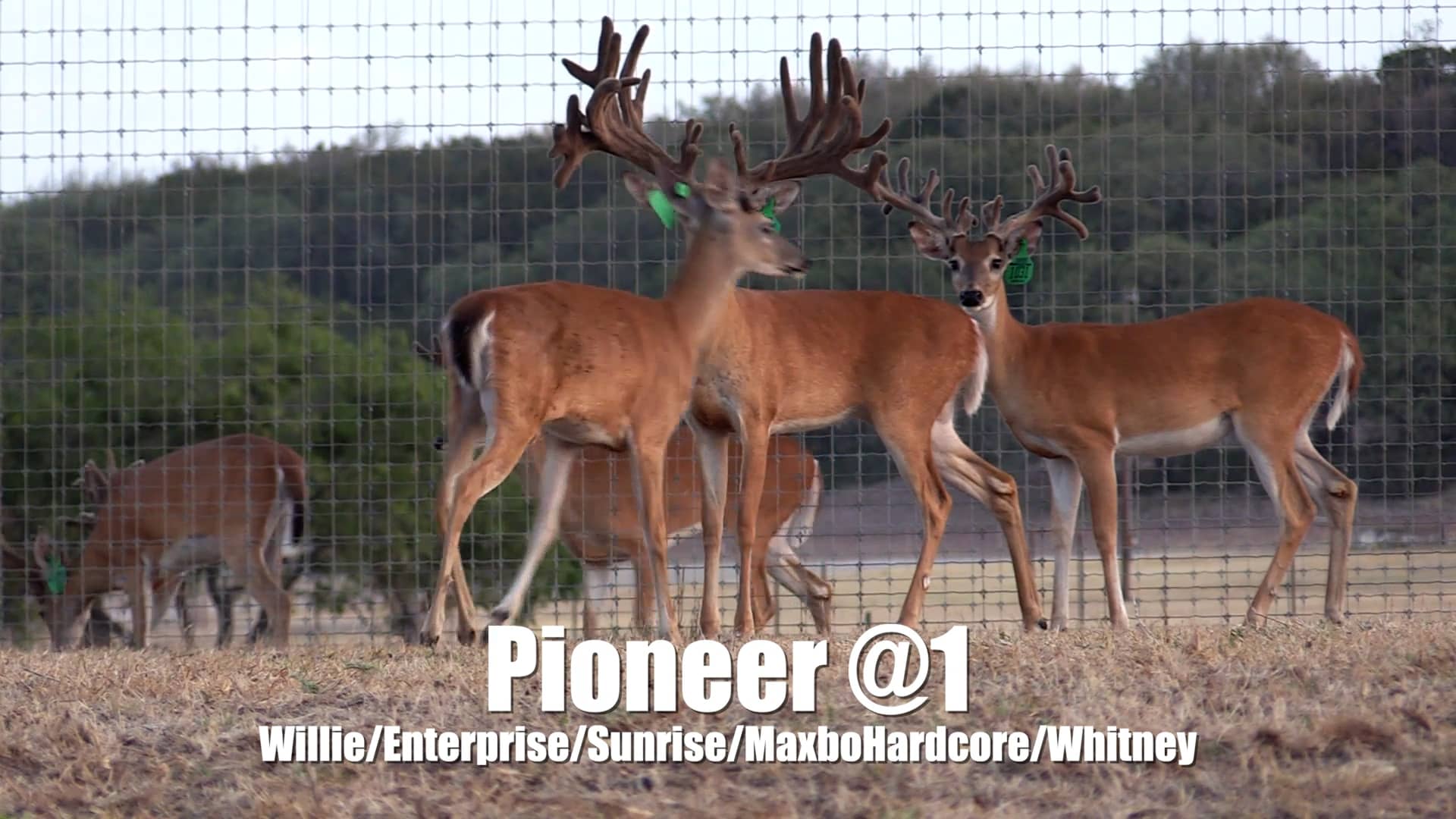 Breeder Buck Review 2022 Deer Farming TV on Vimeo