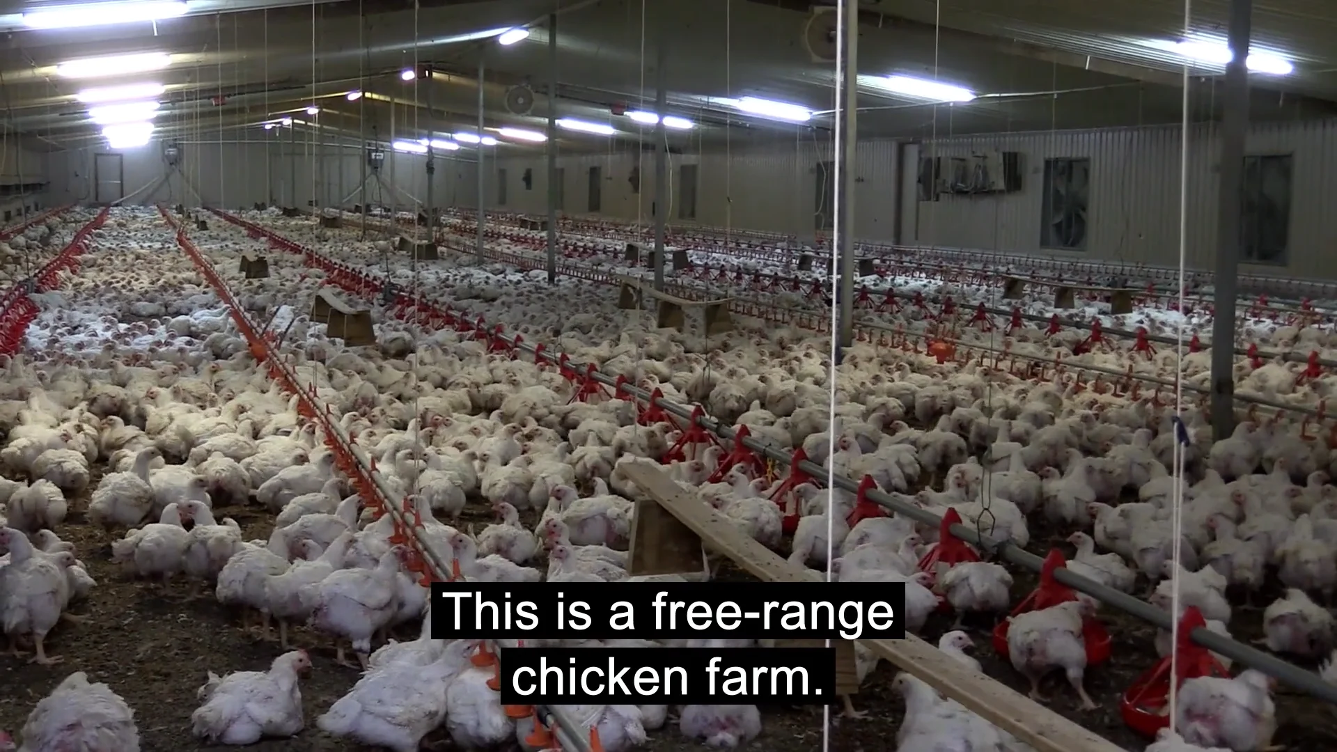 free range chicken factory