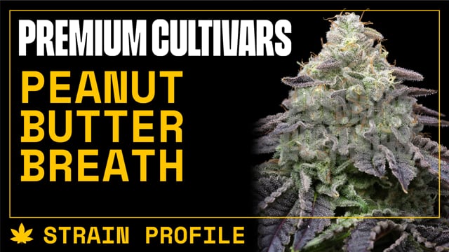 Peanut Butter Breath THCA Flower - The Hemp Doctor