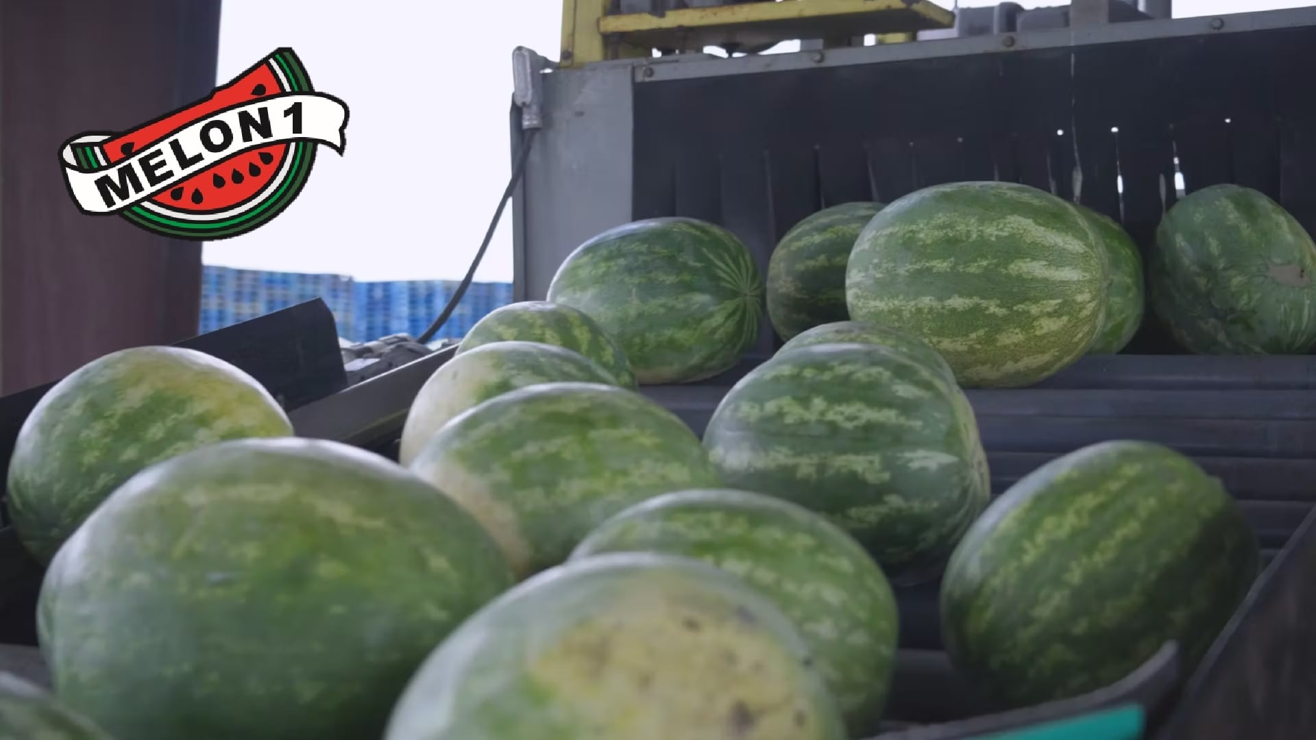 Melon 1 - The Journey of a Watermelon (Virtual Tour)