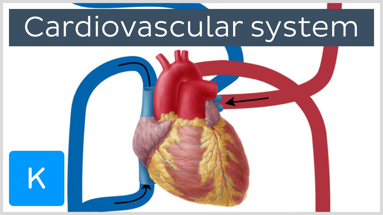 circulatory system organs and functions