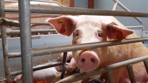 Undercover Investigation Into British Pig Farm by Animal Equality UK