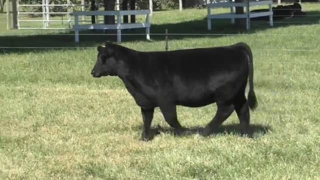 Style x Katie 5s Heifer Sells @ Minnaert Cattle - SD 480p.mov on Vimeo