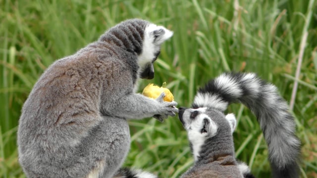 Lemur Eating Food - Free video on Pixabay