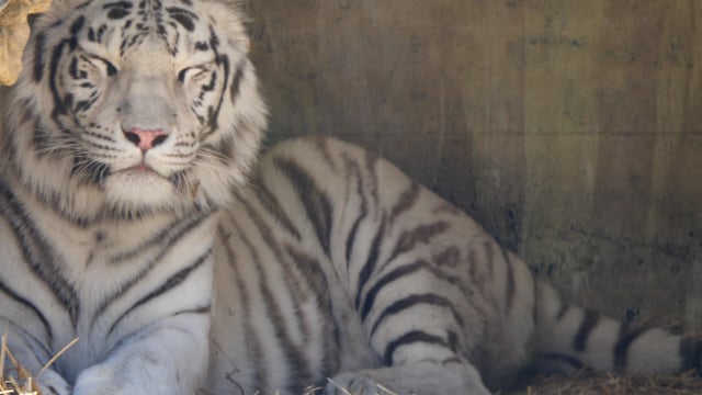 60+ Free Tiger & Animal Videos, HD & 4K Clips - Pixabay