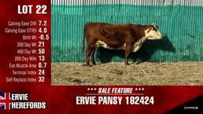 Lot #22 - PANSY 182424
