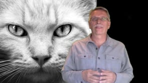 Is Your Cat a Picky Eater?