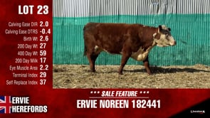 Lot #23 - NOREEN 182441