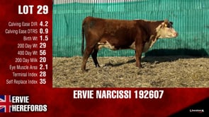 Lot #29 - NARCISSI 192607