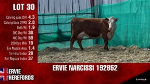 Lot #30 - NARCISSI 192652