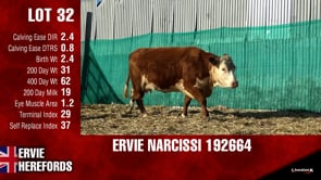 Lot #32 - NARCISSI 192664