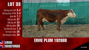 Lot #33 - PLUM 192688