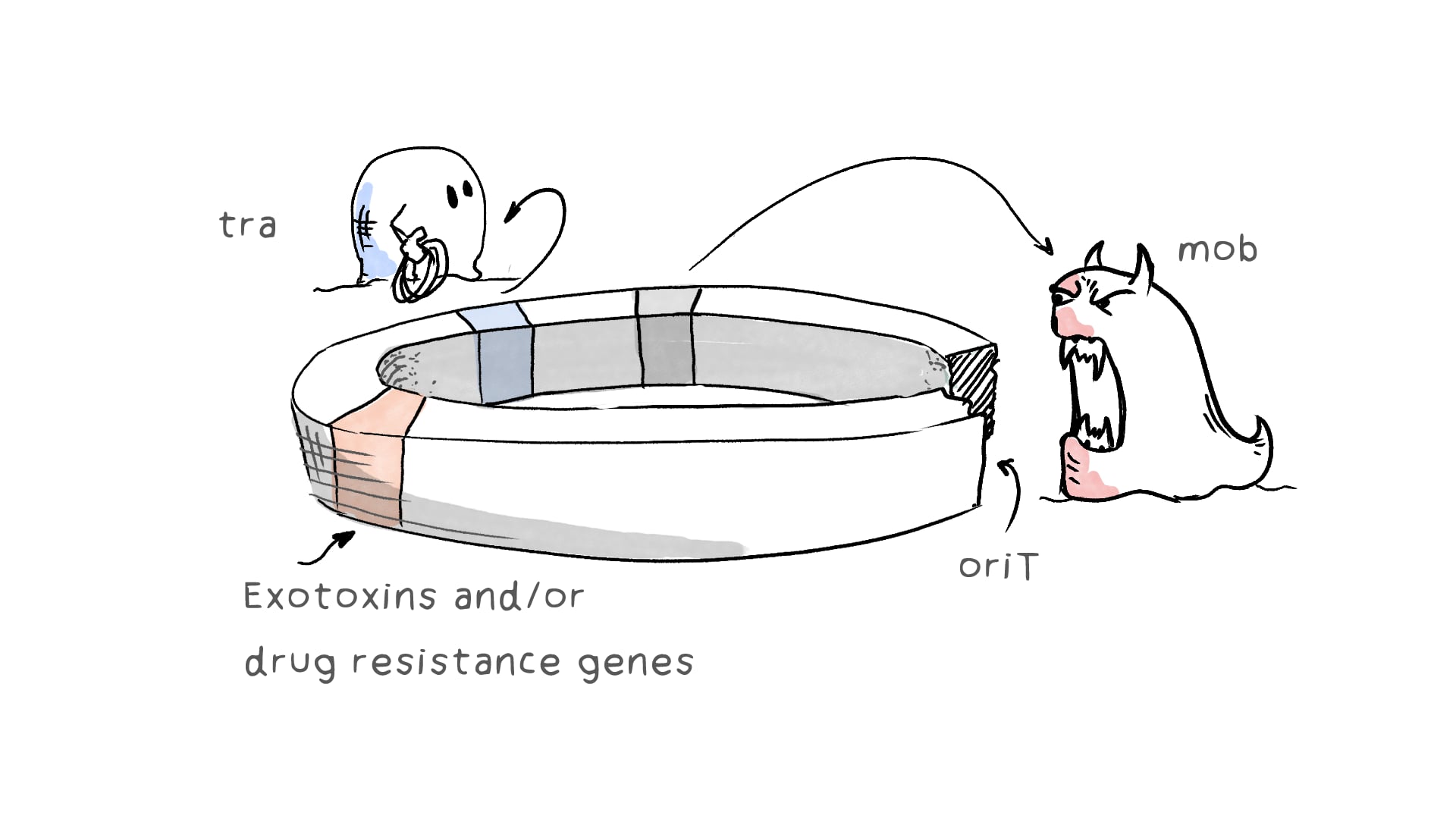 Bacterial Genetic Recombination via Conjugation