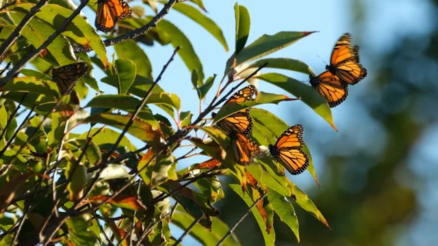 SDSU Aztecs Butterfly Decal