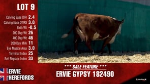 Lot #9 - ERVIE GYPSY 182490