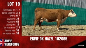 Lot #19 - ERVIE DK HAZEL 192695