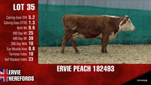 Lot #35 - PEACH 182493