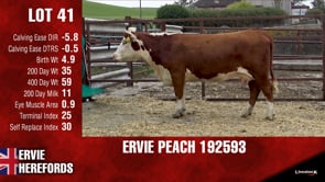 Lot #41 - PEACH 192593