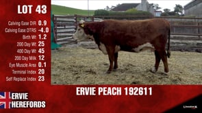 Lot #43 - PEACH 192611