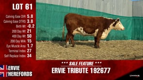Lot #61 - TRIBUTE 192677