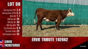 Lot #59 - TRIBUTE 192662