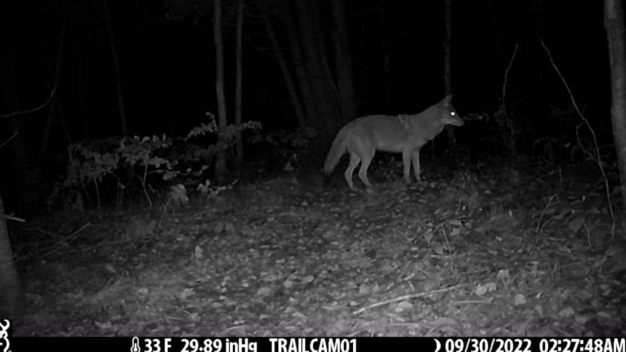 Coyote on Vimeo