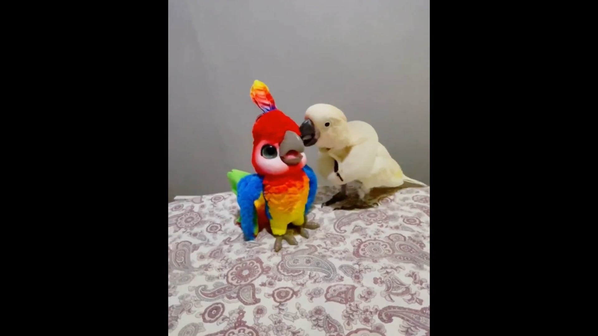Αστεία ζώα – Αστείες γάτες – σκύλοι – Αστεία βίντεο με ζώα – Τα καλύτερα βίντεο του Σεπτεμβρίου 2022.mp4