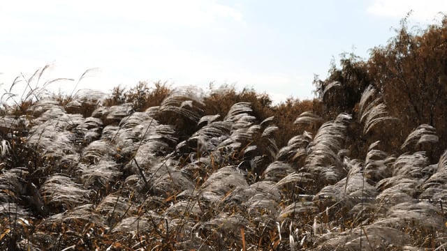 억새 갈대 가을 - Free video on Pixabay