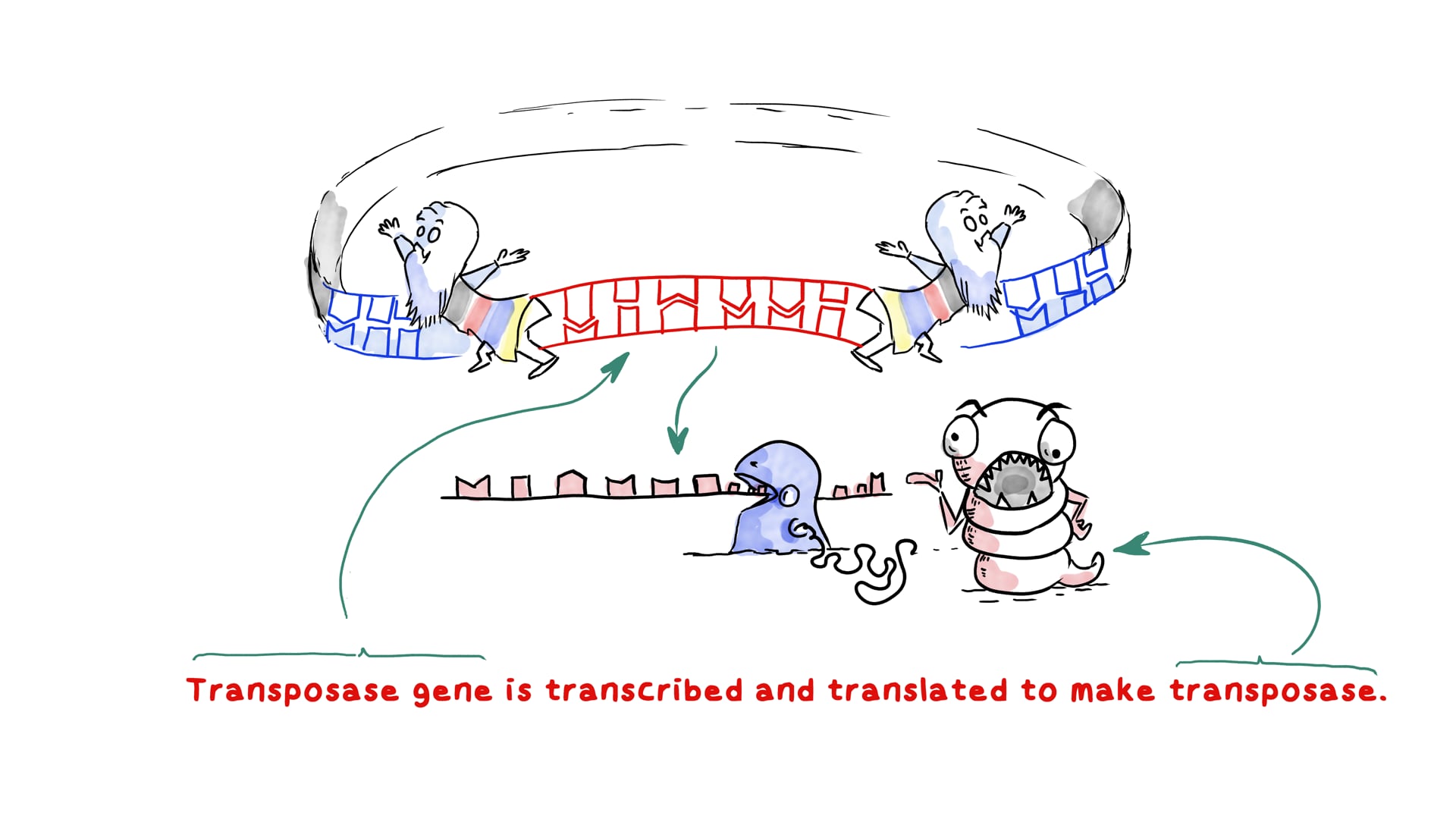 Bacterial Genetic Recombination via Transposons